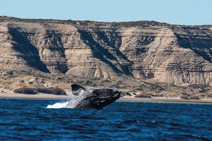 Penisola Valdés - PRENOTAZIONE ANTICIPATA -20% DI SCONTO - per i passeggeri delle crociere