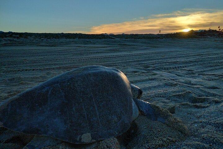 Turtle Night Patrol a Conservation Adventure in Los Cabos