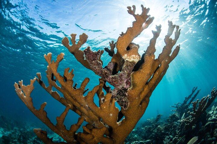 Cancun 5 i 1 Snorkling Tour: MUSA, Shipwreck, Rev och Cenotes