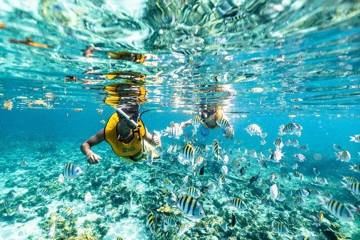 Cancun 5 i 1 Snorkling Tour: MUSA, Shipwreck, Rev och Cenotes
