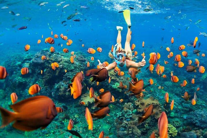 Cancun 5 i 1 Snorkling Tour: MUSA, Shipwreck, Rev och Cenotes