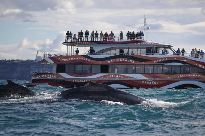Whale Watching Sydney 2-Hour Express Cruise