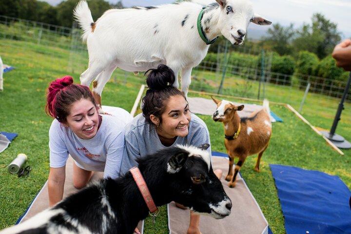 Sunset Maui Goat Yoga avec musique live