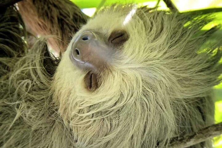 Visite guidée du parc Manuel Antonio - Billet d'entrée inclus