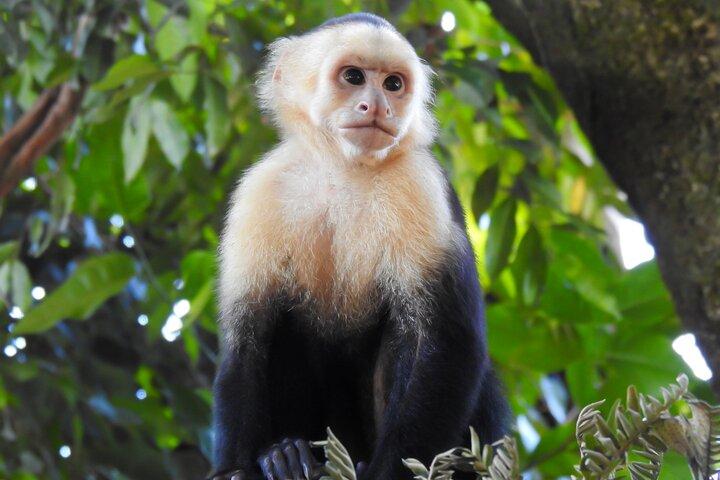 Guided tour in Carara National Park