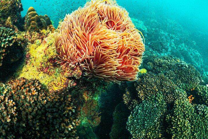 フーコックシュノーケリングと島の発見