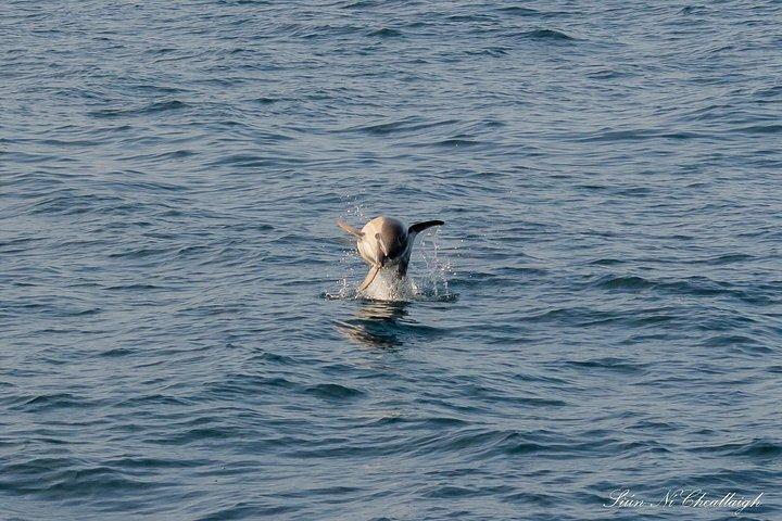 Aventuras en la manta de delfines Dingle