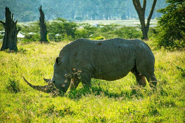 Tour al parco del lago Nakuru con giro in barca facoltativo sul lago Naivasha
