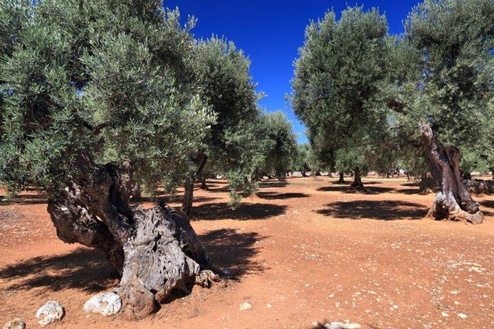 Puglia olivenolie smageoplevelse med Olive Grove Walk