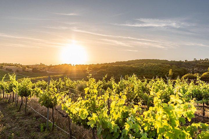 1 Day Wine Tour Around Évora