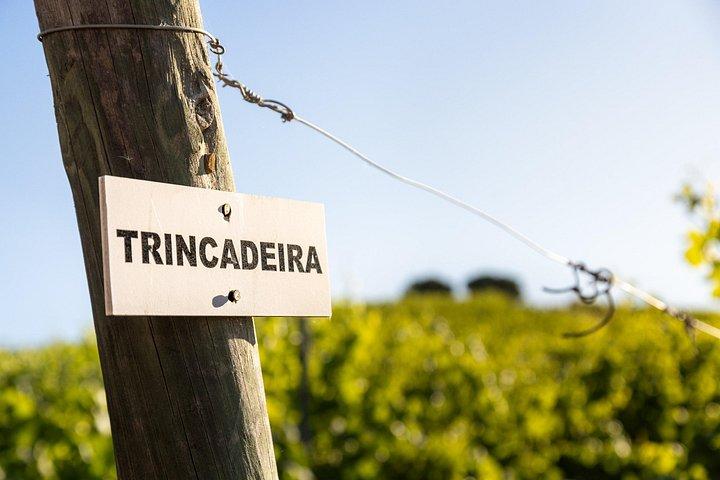 1 Day Wine Tour Around Évora