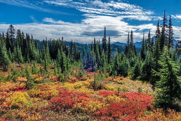 De Seattle:Randonnée dans le Mont Rainier Visite privée
