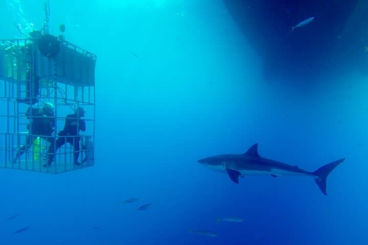 Shark Cage Diving with transport from Cape Town