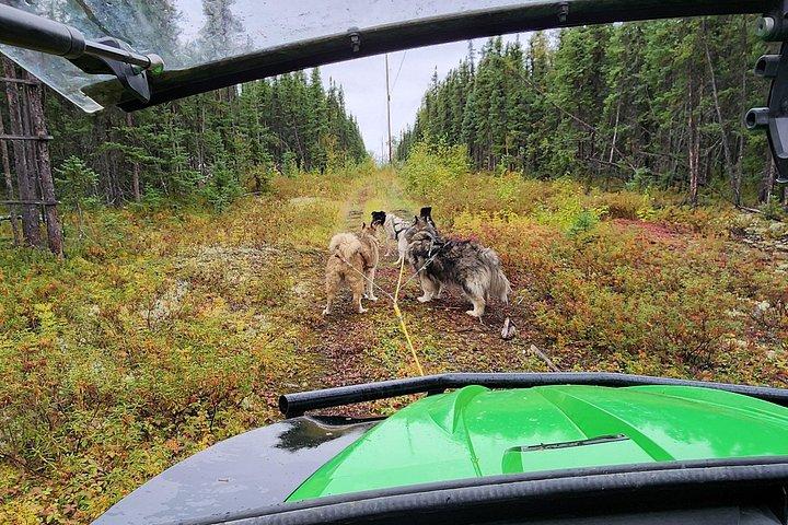 フェアバンクスでのアラスカ犬ぞりツアー