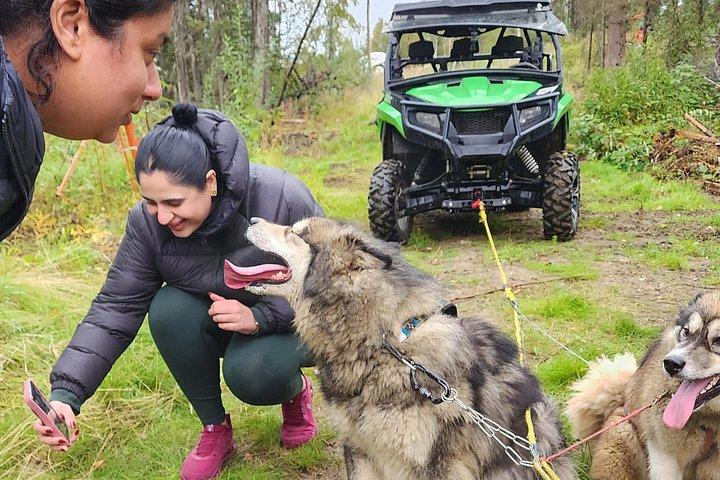 フェアバンクスでのアラスカ犬ぞりツアー