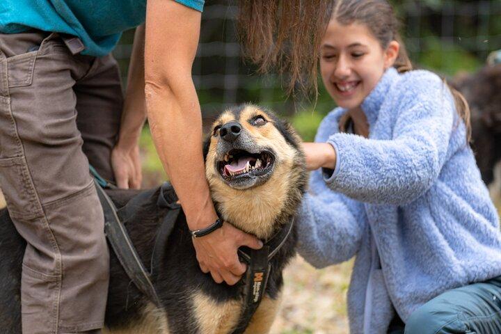 トゥーリバーズでの秋の犬ぞり体験 1 時間