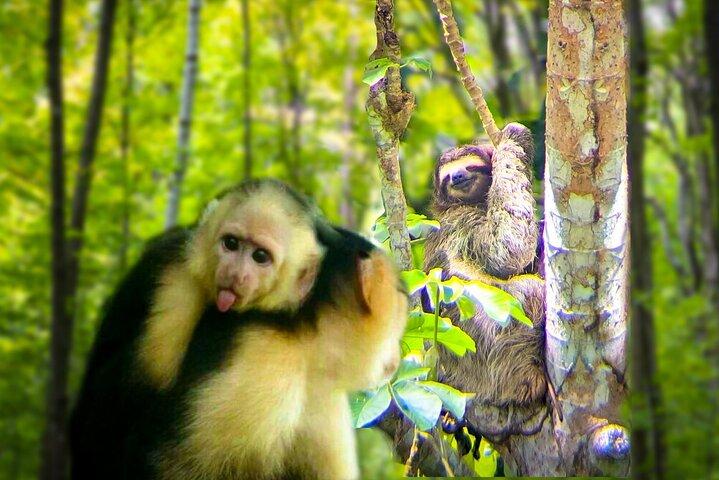 Tour di Panama all'Habitat della giungla delle scimmie e dei bradipi