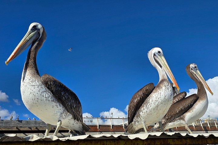 バルパライソのストリート アートとサンティアゴのカサブランカのワイン