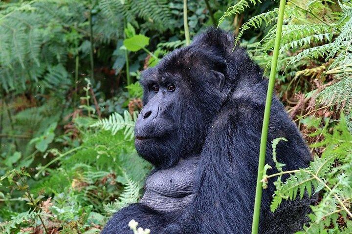 6 Tage Gorilla, Schimpansen und Wild Combo