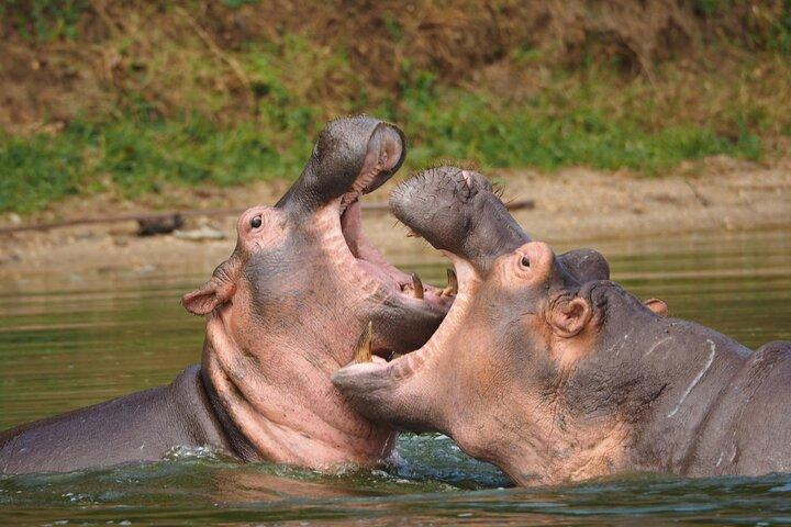 6 Tage Gorilla, Schimpansen und Wild Combo