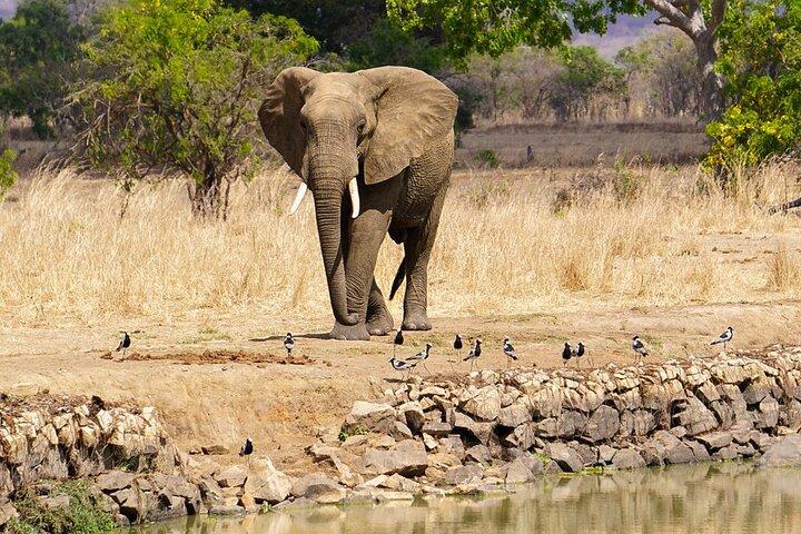 ザンジバルから: フライトと食事付きミクミサファリ日帰り旅行