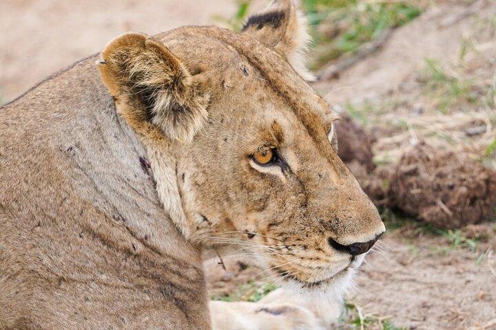Von Sansibar: Mikumi Safari Tagesausflug mit Flügen und Verpflegung