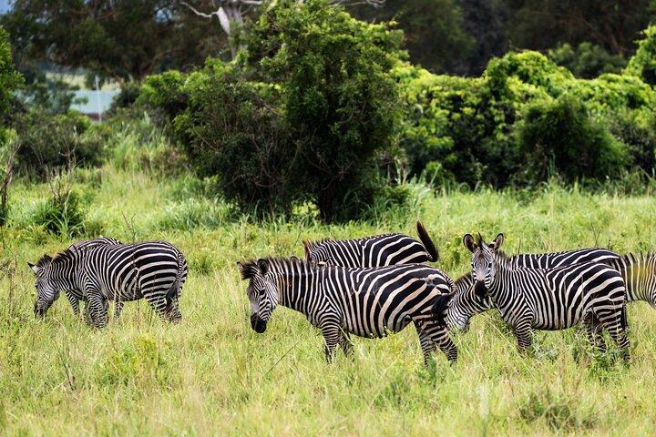 ザンジバルから: フライトと食事付きミクミサファリ日帰り旅行