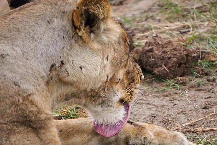 ザンジバルから: フライトと食事付きミクミサファリ日帰り旅行