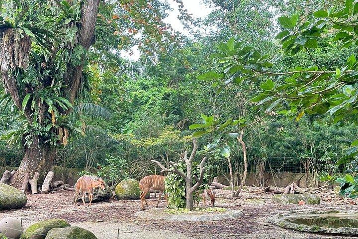 Singapore Zoo