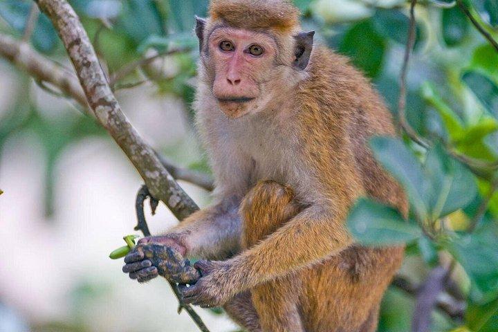 キャンディ発、ウダワッテ ケレ自然保護区と自然散策