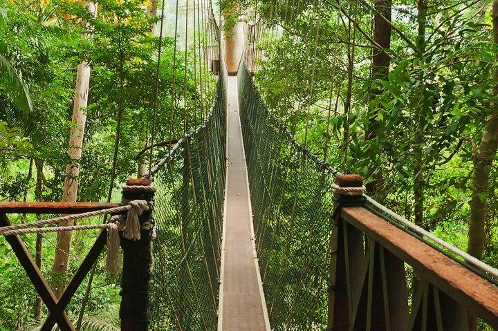クアラルンプール発タマン・ネガラ国立公園日帰り小旅行