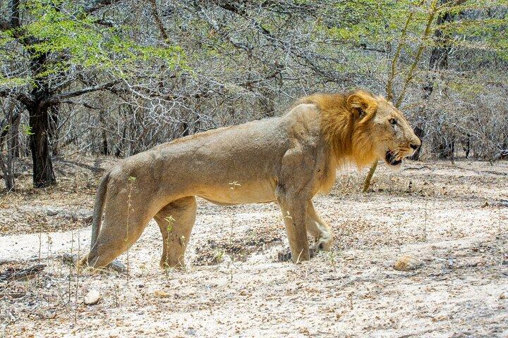 ザンジバル発：セルース動物保護区日帰りサファリ（フライト付き）