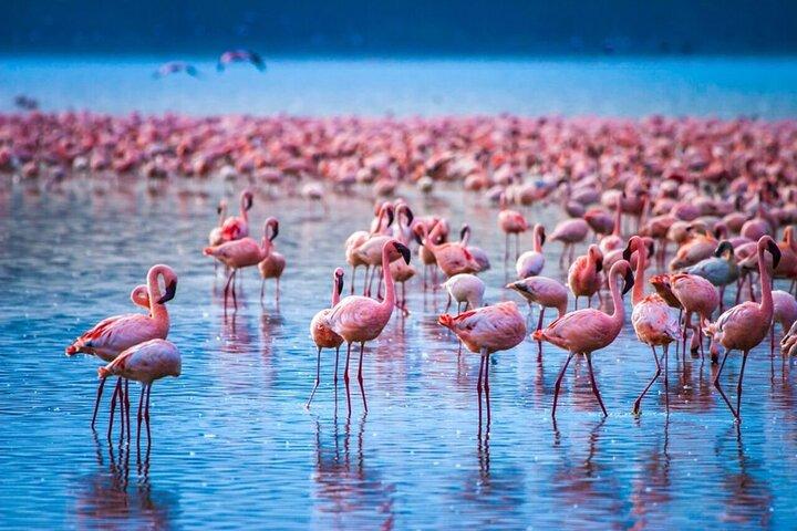 Private Lake Nakuru National Park Full Day Tour from Nairobi