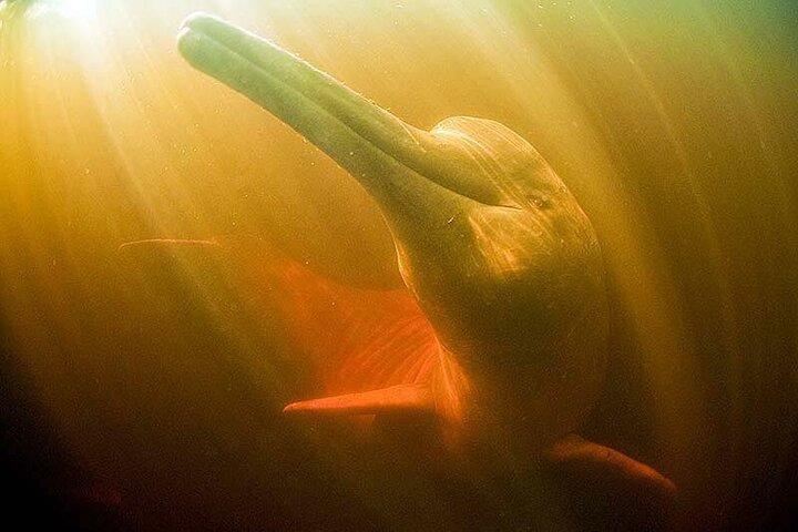 Excursion d'une journée complète en Amazonie avec déjeuner