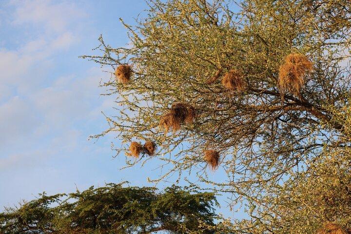 4-daagse privétour naar Mikumi en Nyerere National Park
