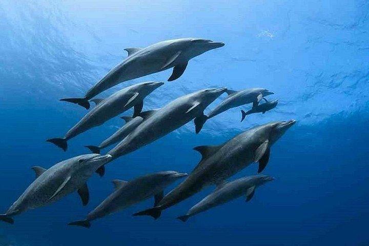 Dolphin House by Yacht in Hurgada