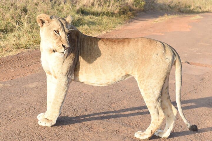 4 Days, 3 Nights Masai Mara National Reserve Safari on 4 x 4 Jeep