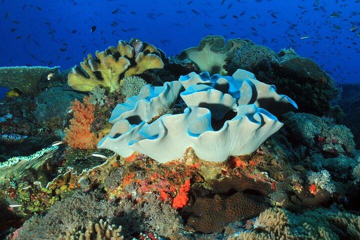 Snorkeling Lembongan en Manta Bay, Crystal Bay y Mangrove