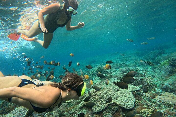 Snorkeling Lembongan en Manta Bay, Crystal Bay y Mangrove