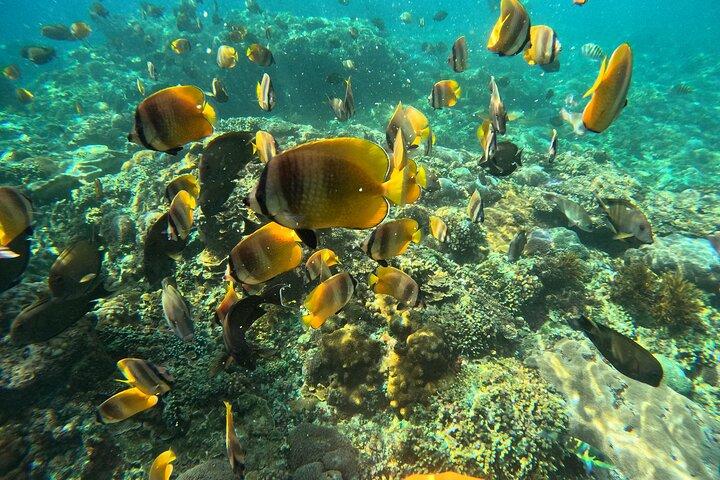 Snorkeling Lembongan en Manta Bay, Crystal Bay y Mangrove
