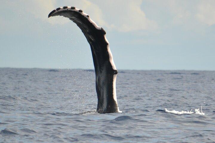 Sortie baleines au calme de la presqu'île avec Tātahi tours