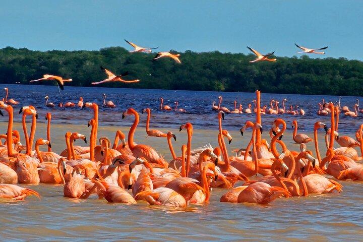 Tur till Celestún med utsikt över Flamencos och Beach Club