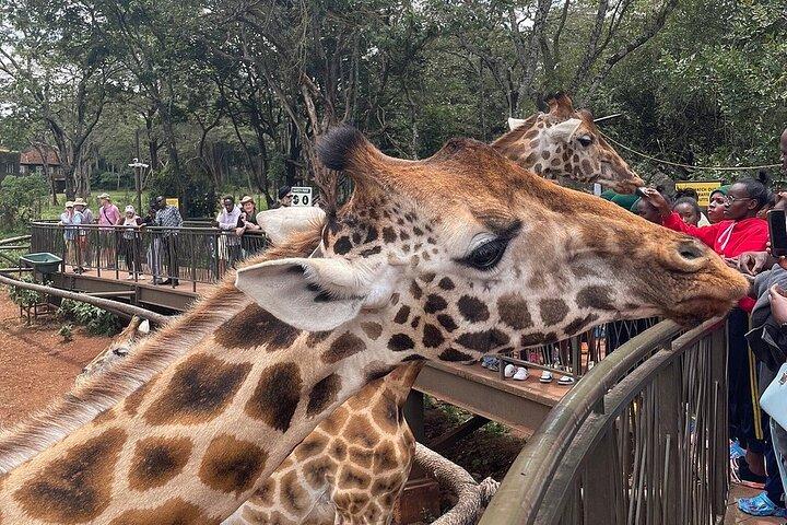 Tour del Giraffe Center e del Parco Nazionale di Nairobi