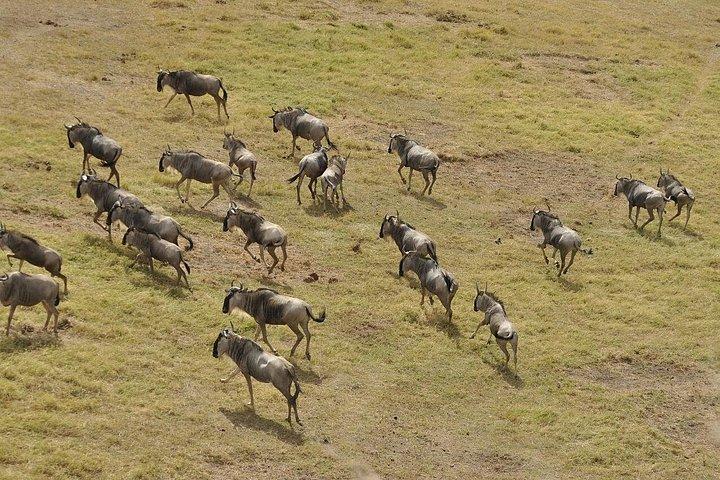 2泊3日 4x4ジープでMAASAI MARA SAFARIに参加