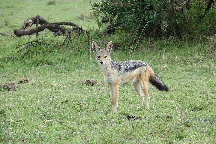 2泊3日 4x4ジープでMAASAI MARA SAFARIに参加