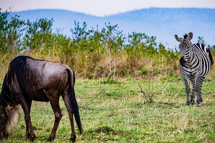 2泊3日 4x4ジープでMAASAI MARA SAFARIに参加