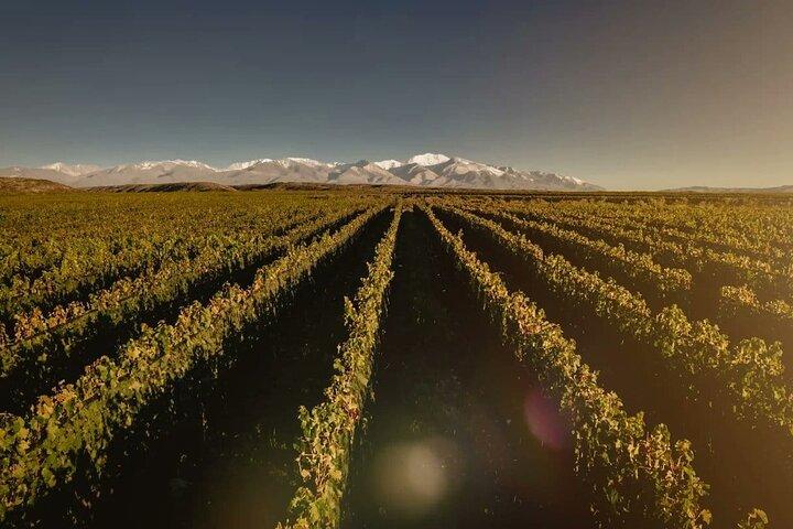 Salentein (Vale do Uco) + 2 vinícolas com almoço incluído