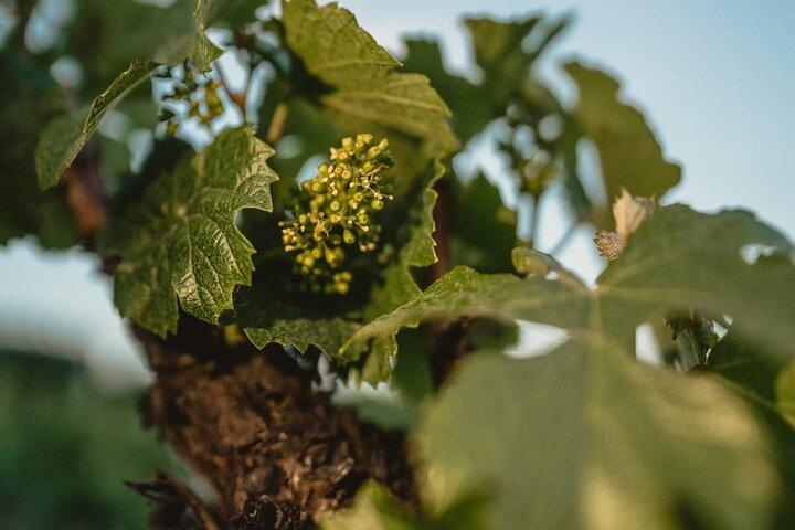 Salentein (Vale do Uco) + 2 vinícolas com almoço incluído