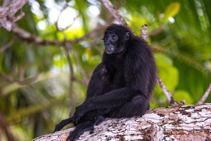 パナマのメトロポリタン公園でのガイド付きウォーキング