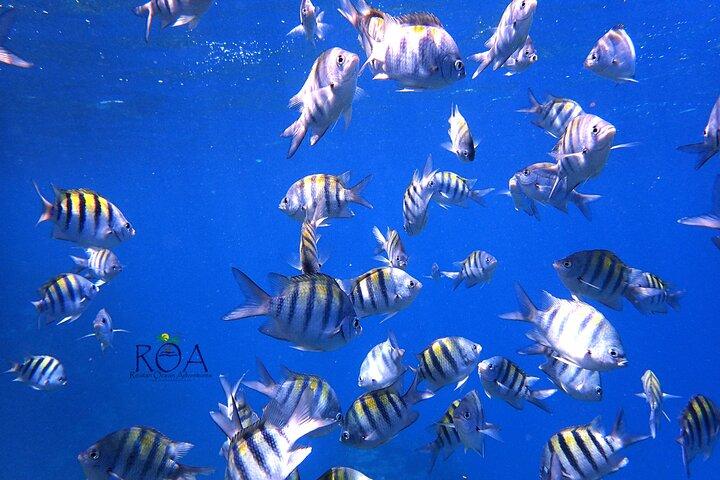 Roatan Private Snorkel Experience